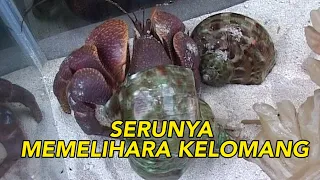 Serunya Memelihara Kelomang | JELANG SIANG