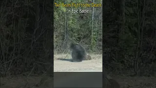 Two Bears Fight to the Death in Epic Battle