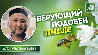 Верующий подобен пчеле | Нурмухаммад Иминов