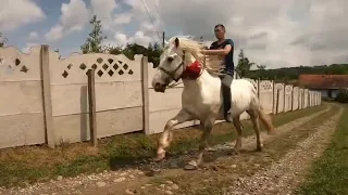 РОБОЧІ КОНІ В КЛЮЧЕВІ/Коні Ваговози/horses in Ukraine