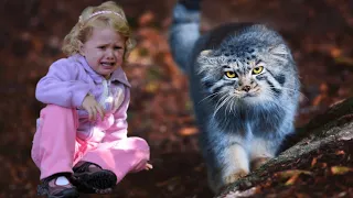 Girl Saved 2 Pallas's Cat Cubs, A Few Years Later, They Returned With A Big Gift!