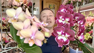 GNOIL orchids with this watering and does not show / summer watering of orchids