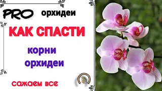 Реанимация. Ошибки которые делают реанимируя орхидеи.#реанимацияорхидей