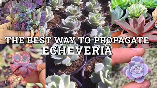 How To Best Propagate Echeveria Succulents