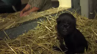 Gorillafication Week 12 Baby Gorilla Gladys - Cincinnati Zoo