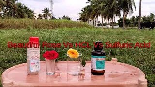 Beautiful Rose vs HCL Acid vs sulfuric Acid | How sulfuric acid is more powerful than HCL