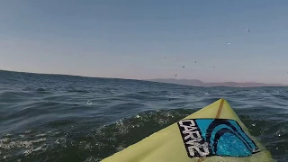 Great White Shark & Big Wave Surfer have an encounter @ Ocean Beach San Francisco Dec2017