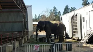 Elephant Bo Stereotyping in Oregon - March 2020