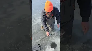 Musky on the jig Pole #icefishing #wisconsin #fishing