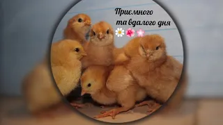 Курчата від 0-30...Умови проживанн, харчування та випоювання🐣🐥