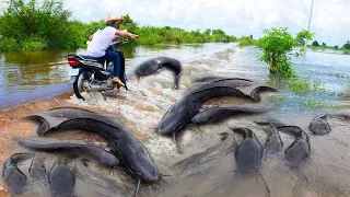 amazing fishing! catch fish a lots coming out at special place on the road flooding by best hand