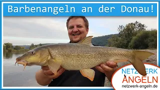 Barbenangeln an der Donau