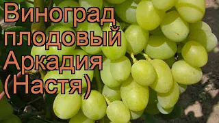 Виноград плодовый Аркадия (Настя) (vitis) 🌿 обзор: как сажать, рассада винограда Аркадия (Настя)