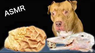 ASMR MUKBANG PITBULL EATING RAW FOODS DUCK HEADS