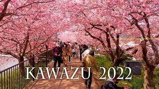 【Cherry blossoms】 KAWAZU 2022. #4K #河津桜