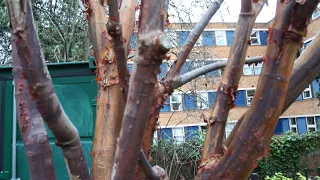 Paperbark Maple (Acer griseum) - tree - December 2017