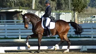 Steffen Peters - In The Moment