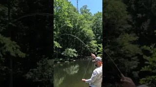 Fishing Wild Trout in the Great Smoky Mountain National Park #fishing #shorts