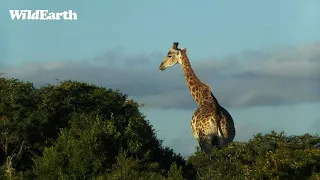 WildEarth - Sunset Safari - 12 January 2024