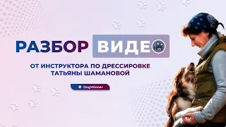 Собака тянет поводок. Разбор видео от инструктора по дрессировке, кинолога Татьяны Шамановой.