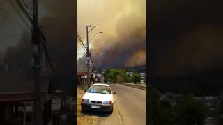 #Shorts | Incendio forestal deja mil hectáreas consumidas en la región del Bío Bío