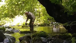 ЕСТЬ ЕЩЁ ЖЕНЬШЕНЬ В ПРИМОРСКОЙ УССУРИЙСКОЙ ТАЙГЕ. Дикорастущий женьшень Рanax.