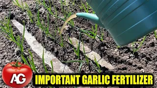 Those who know how to grow garlic will not tell you about this fertilizer
