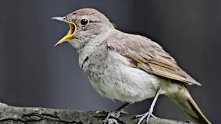 Burung Sikatan Londo,Tembakan Mewah,Masteran Terbaik