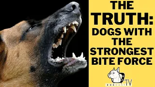 Dogs Bite Force Comparison - TOP 10 DOGS WITH STRONGEST BITE FORCE! DogCastTV!