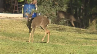 Mentor park temporarily closing for deer culling using sharpshooters: Area under 'strict security'