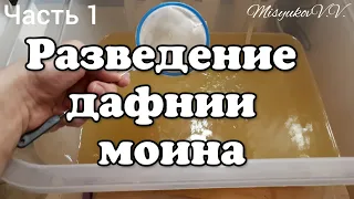 Дафния Моина. Содержание и разведение.