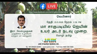 Jain High Density Planting Method for Mango Cultivation (Tamil)