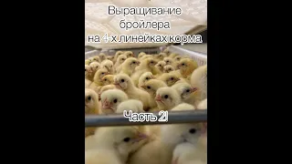 Сравнение комбикормов первая неделя.