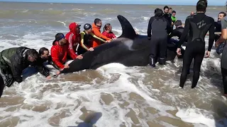 Rescate de orcas | Orcas (killer whales) rescue - La Caleta, Buenos Aires, Argentina 16/09/19