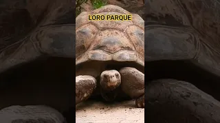 Nejhezčí Zoo na světě 🇮🇨 #shorts #short #loroparque #animals #nature #tenerife #feeding #foryou #zoo