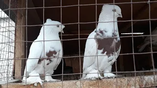 2 мая 2022 г. сотилади кизил хакка кизилтошлар оклад #голуби #pigeon #кабутар #kabutar #ахмаджон