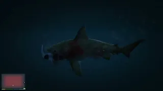 Le requin de gta 5