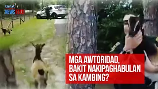 Mga awtoridad, bakit nakipaghabulan sa kambing?  | GMA Integrated Newsfeed