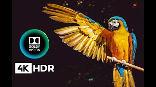 Best Animals 4K HDR 120FPS Dolby Vision