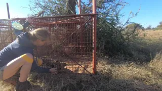 Cheetah Research Project, Namibia - BLOG