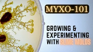 Myxoculture: The Art of Growing Happy Slime Molds