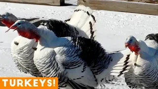 Funniest Turkey Compilation Ever 2018 | Funny Pet Videos
