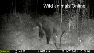 Ловушка на дикого кабана / Поймал дикого кабана / Видео с фотоловушки!!! /Wild boar trap/Wild boar !