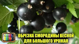 ПРАВИЛЬНАЯ ОБРЕЗКА СМОРОДИНЫ ВЕСНОЙ ДЛЯ УВЕЛИЧЕНИЕ УРОЖАЯ ОМОЛОЖЕНИЯ КУСТА