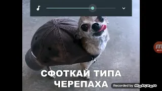 Коты с озвучкой приколы