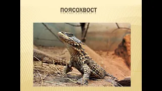 Поясохвост