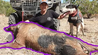 THE JOURNEY SERIES - EP5 big boars with the hounds and training young pups first solo boar