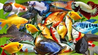 Menangkap Ikan Cupang, ikan lele, ikan koi, ikan warna warni, ikan sepat, ikan komet