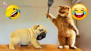 Best Funny Animals 2024 😂 Funniest Dogs and Cats Videos 😻🐶 part 75