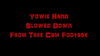 Yowie Hand Slowed Down From Tree Cam Footage